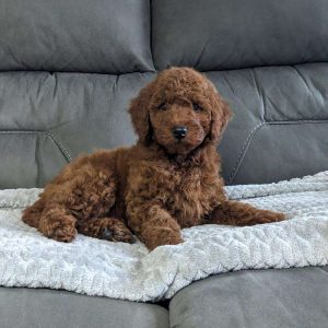 Cameo, Miniature Poodle Puppy